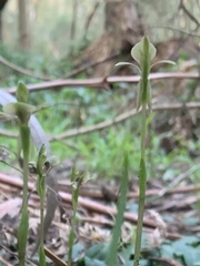 Chiloglottis trapeziformis