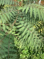 Paraserianthes