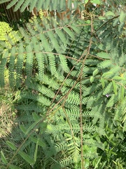 Paraserianthes