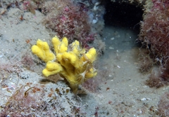 Axinella verrucosa