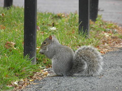 Sciurus carolinensis