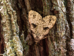 Lepidoptera