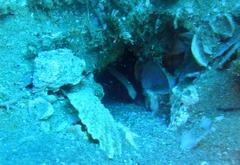 Cryptocentrus malindiensis