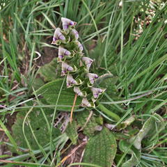Disperis cardiophora