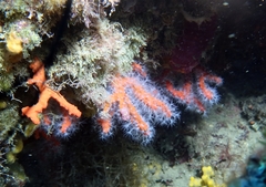 Corallium rubrum image