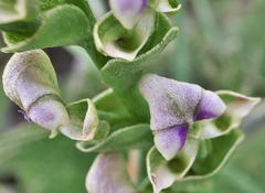 Disperis cardiophora