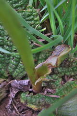 Disperis cardiophora