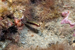 Gobius vittatus