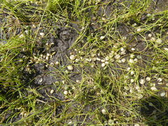 Hydrodictyon africanum