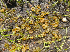 Hydrodictyon africanum