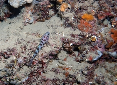 Thorogobius ephippiatus