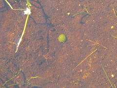 Hydrodictyon africanum