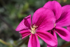 Pelargonium sericifolium
