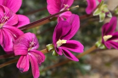 Pelargonium sericifolium