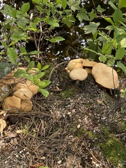Suillus decipiens