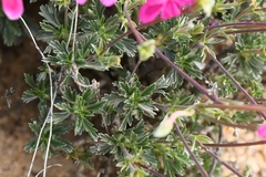 Pelargonium sericifolium