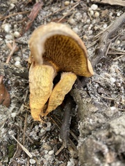 Suillus decipiens
