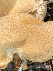 Suillus decipiens