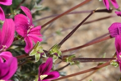 Pelargonium sericifolium