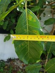 Ficus maxima