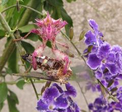 Cephonodes hylas virescens