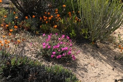 Pelargonium sericifolium