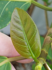 Ficus maxima