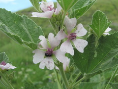 Althaea armeniaca