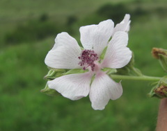 Althaea armeniaca