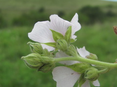 Althaea armeniaca