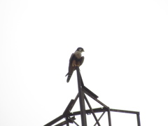 Falco femoralis