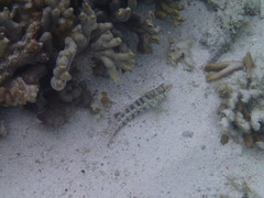 Parapercis australis