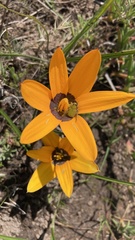 Pauridia canaliculata