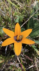 Pauridia canaliculata