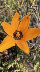 Pauridia canaliculata