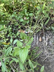 Verbena urticifolia