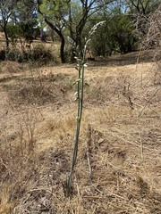 Albuca glauca