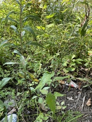 Verbena urticifolia