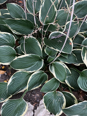 Hosta