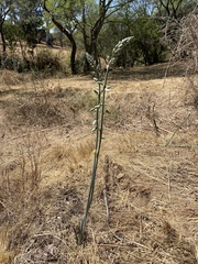 Albuca glauca