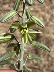 Albuca glauca
