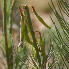 Lebeckia sepiaria