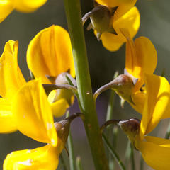 Lebeckia sepiaria