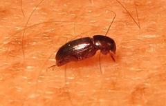 Aphodiini