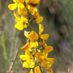 Lebeckia sepiaria
