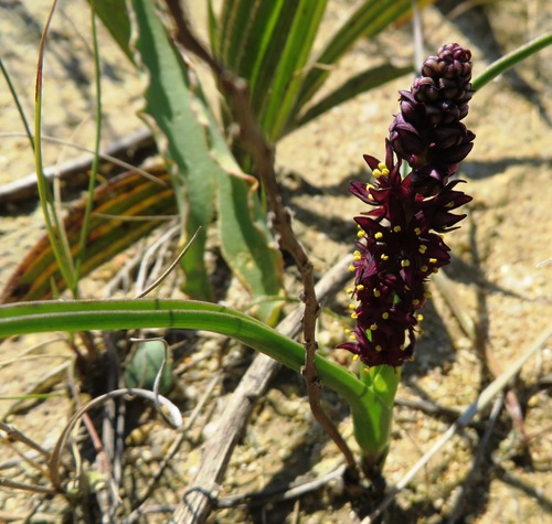 Image of Wurmbea recurva by (c) linkie, some rights reserved (CC BY)