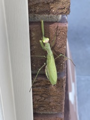 Mantis religiosa