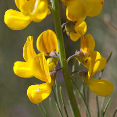 Lebeckia sepiaria