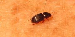 Aphodiini