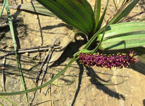Image of Wurmbea recurva by (c) linkie, some rights reserved (CC BY)